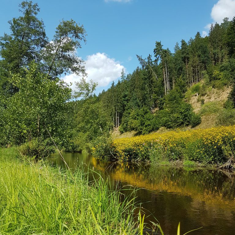 Landschaftsaufnahme von einem kleinen Fluss in der Natur im Sommer.